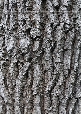 Close Up Of Old Rough Oak Bark Background     Svic