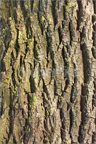 Photo Of Detail Of Old Willow Tree Bark In The Sunlight
