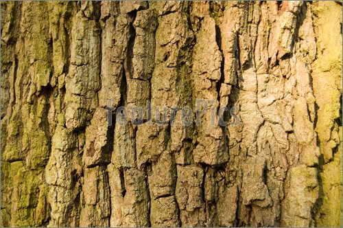 Picture Of Close Up View Of The Texture Of Bark On An Old Oak Tree