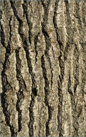 Picture Of Tree Bark Detail  Stock Image To Download At Featurepics