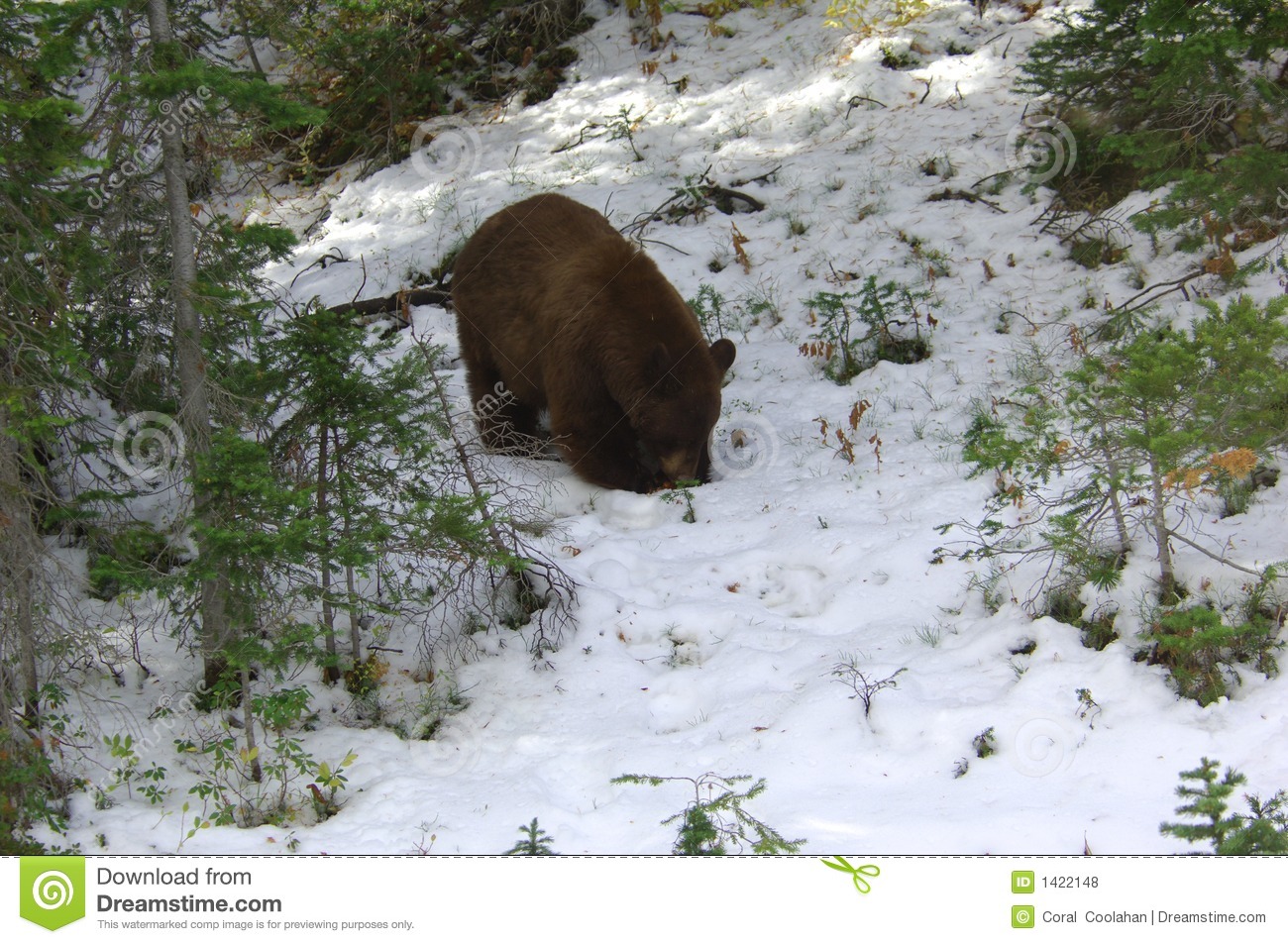 Bear In Yellowstone Royalty Free Stock Photos   Image  1422148
