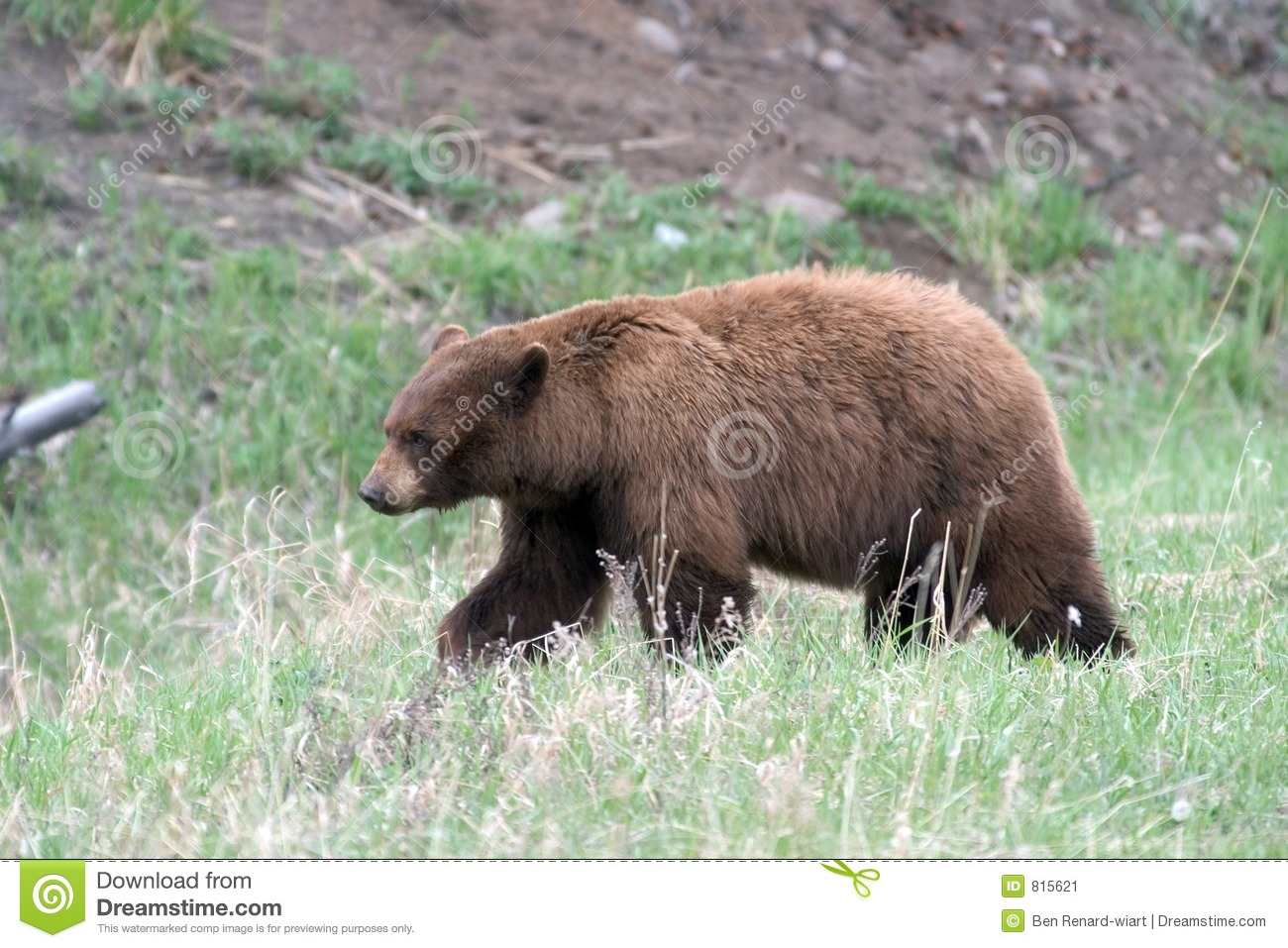Black Bear In Yellowstone Np Stock Image   Image  815621