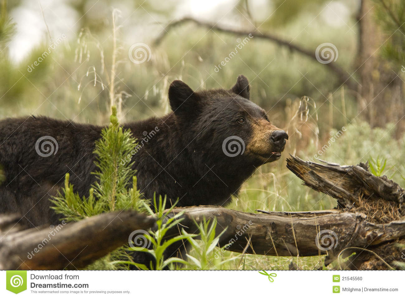 Black Bear  Ursus Americanus  In The Wild In Yellowstone National