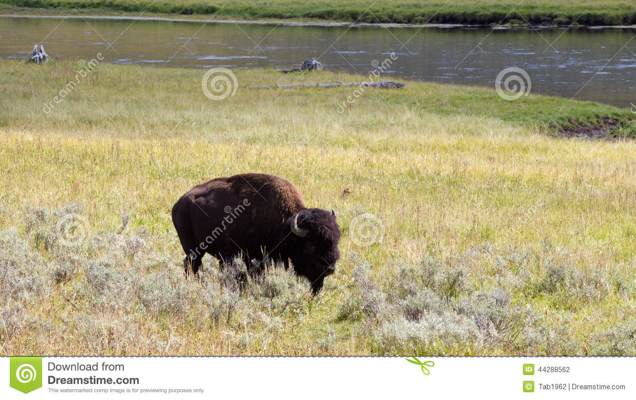     Buffalo  Grazing In Open Prairie With Yellowstone River In Background