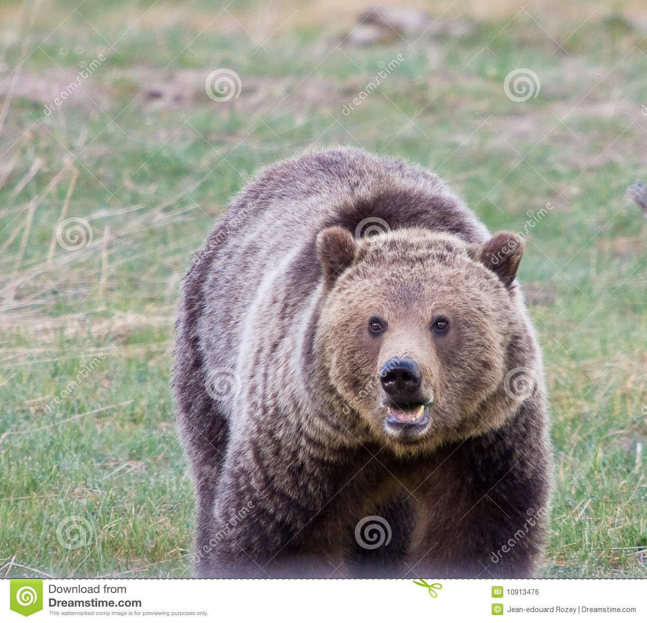 Grizzly Bear Royalty Free Stock Image   Image  10913476