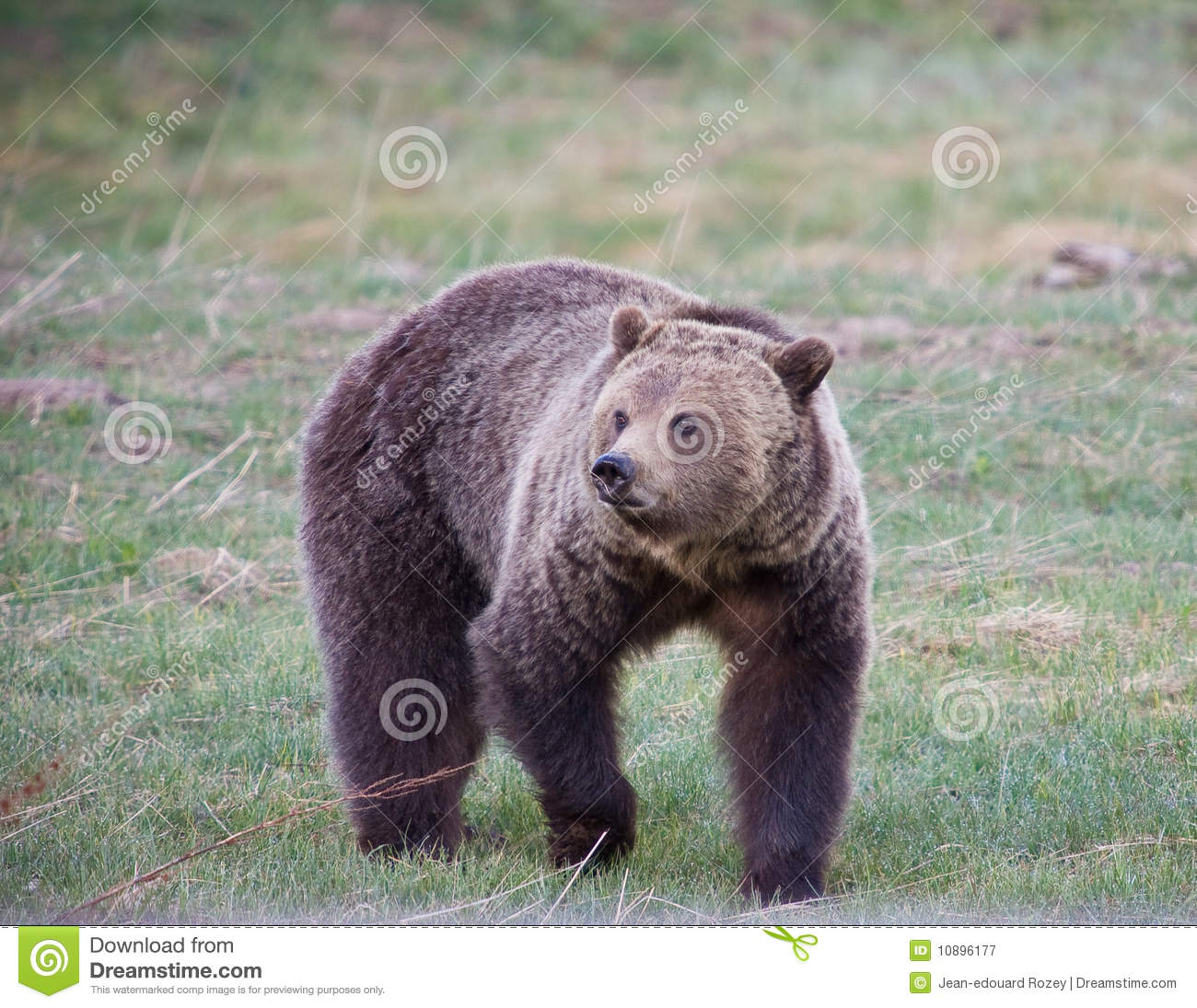Grizzly Bear Royalty Free Stock Photography   Image  10896177
