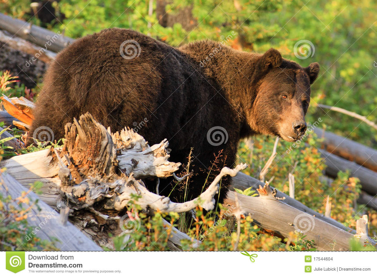 Grizzly Bear Yellowstone National Park Stock Images   Image  17544604