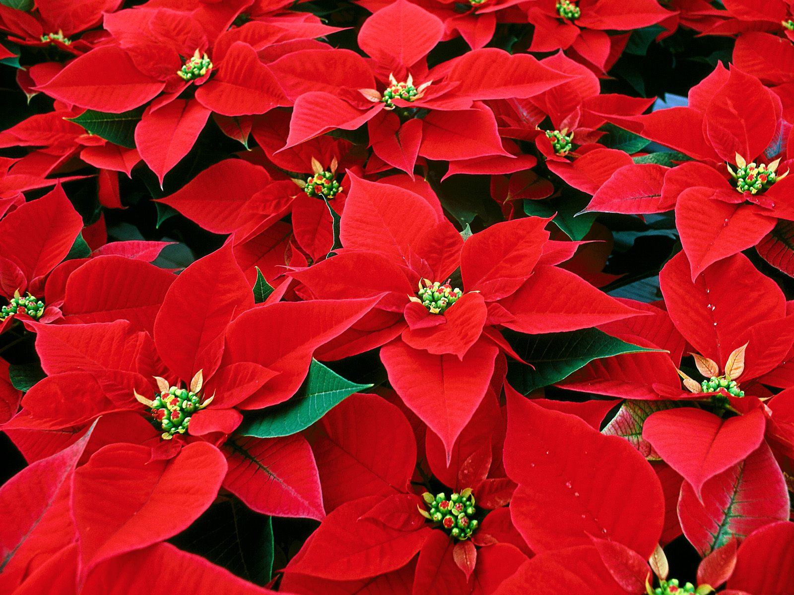High School Students  Annual Holiday Poinsettia Sale Is Underway