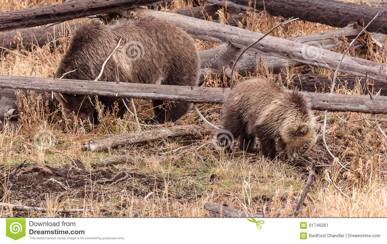     Sow And Cub Root For Edibles In Yellowstone National Park Wyoming