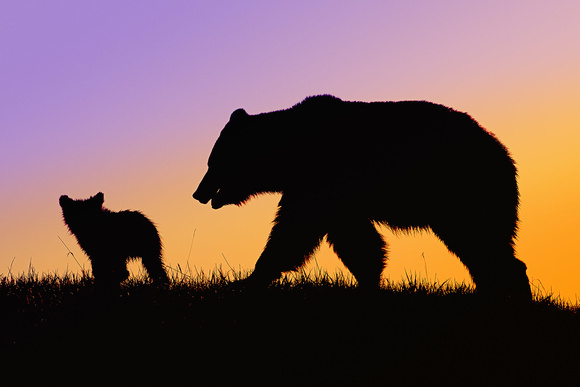 Yellowstone Nature   Wildlife Photography   Home Page Slideshow   Bear    
