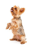 Attentive Yorkshire Terrier Puppy Begging Stock Images