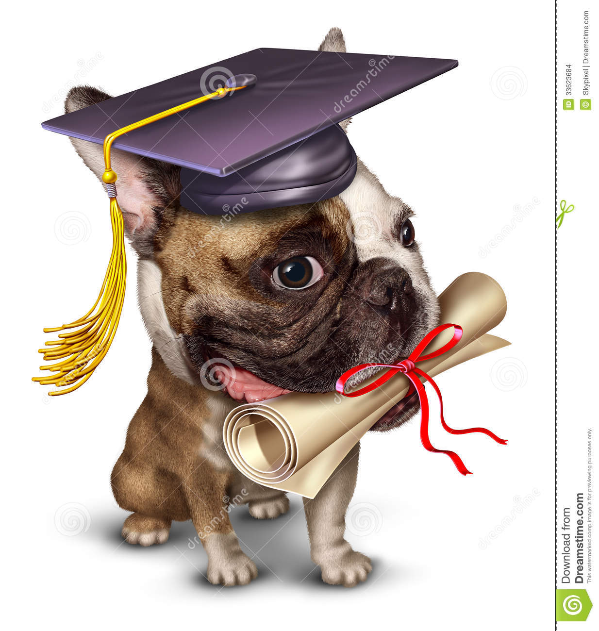Dog Training Pet School Concept With A Bull Dog Wearing A Graduation