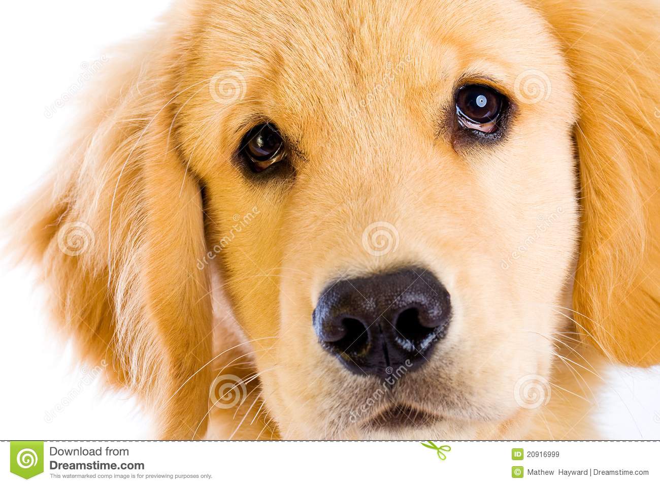     Golden Retriever Puppy Giving A Sad Dog Face Begging With His Eyes