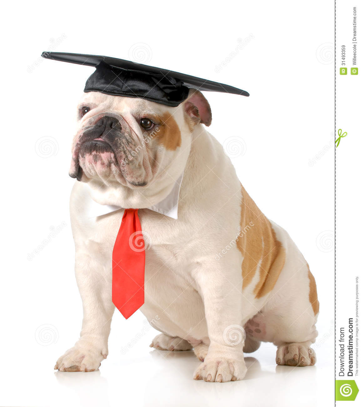 Pet Graduation   English Bulldog Wearing Graduation Cap And Red Tie