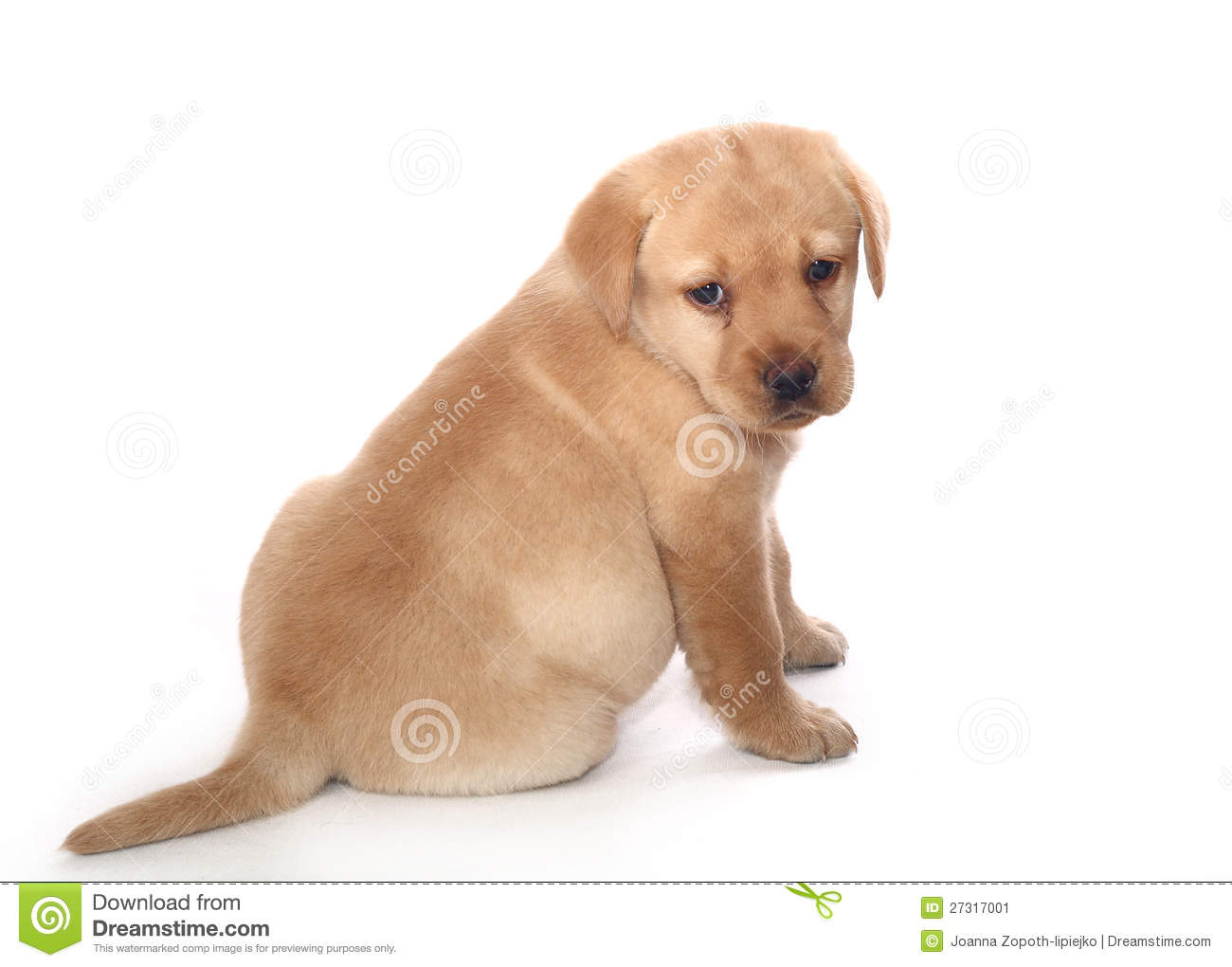 Sad Labrador Retriever Puppy Stock Image   Image  27317001