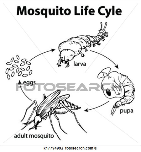 Clipart   Mosquito Life Cycle  Fotosearch   Search Clip Art