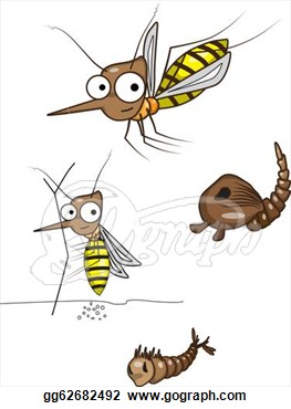 Illustration   The Life Cycle Of The Mosquito  Clipart Gg62682492