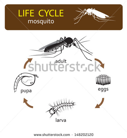 Mosquito Larva Stock Photos Illustrations And Vector Art