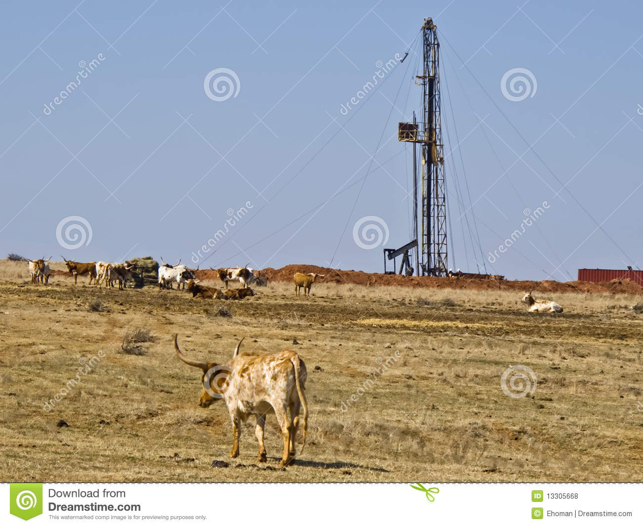 Work Over Rig And Longhorn Cattle Royalty Free Stock Photos   Image    