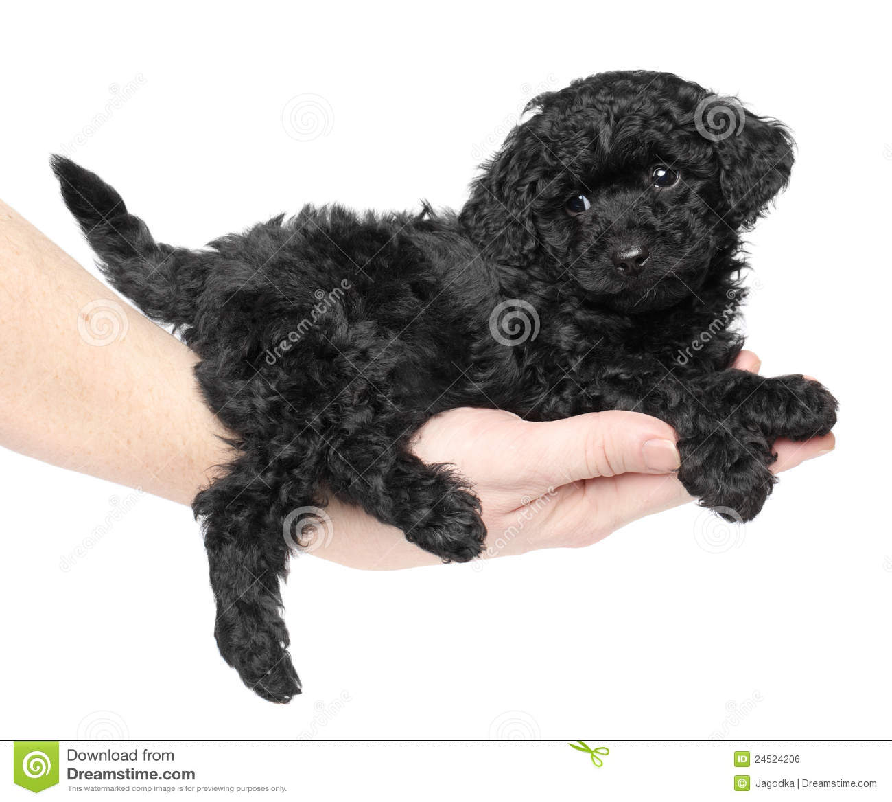 Black Toy Poodle Puppy On Hand  Royalty Free Stock Image   Image
