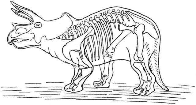 Dinosaur Skeleton Of Triceratops