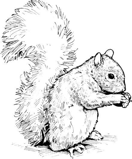 Squirrel Clip Art   Prek K 2013 14   Pinterest