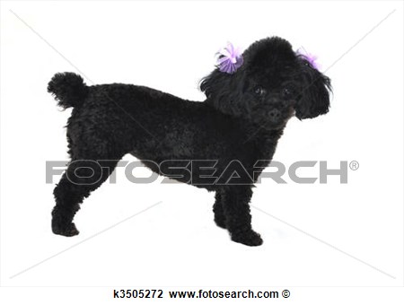 Stock Photo Black Toy Poodle Isolated Fotosearch Search Clipart