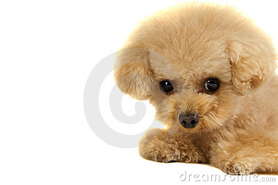 Toy Poodle Puppy Isolated On White With Copy Space