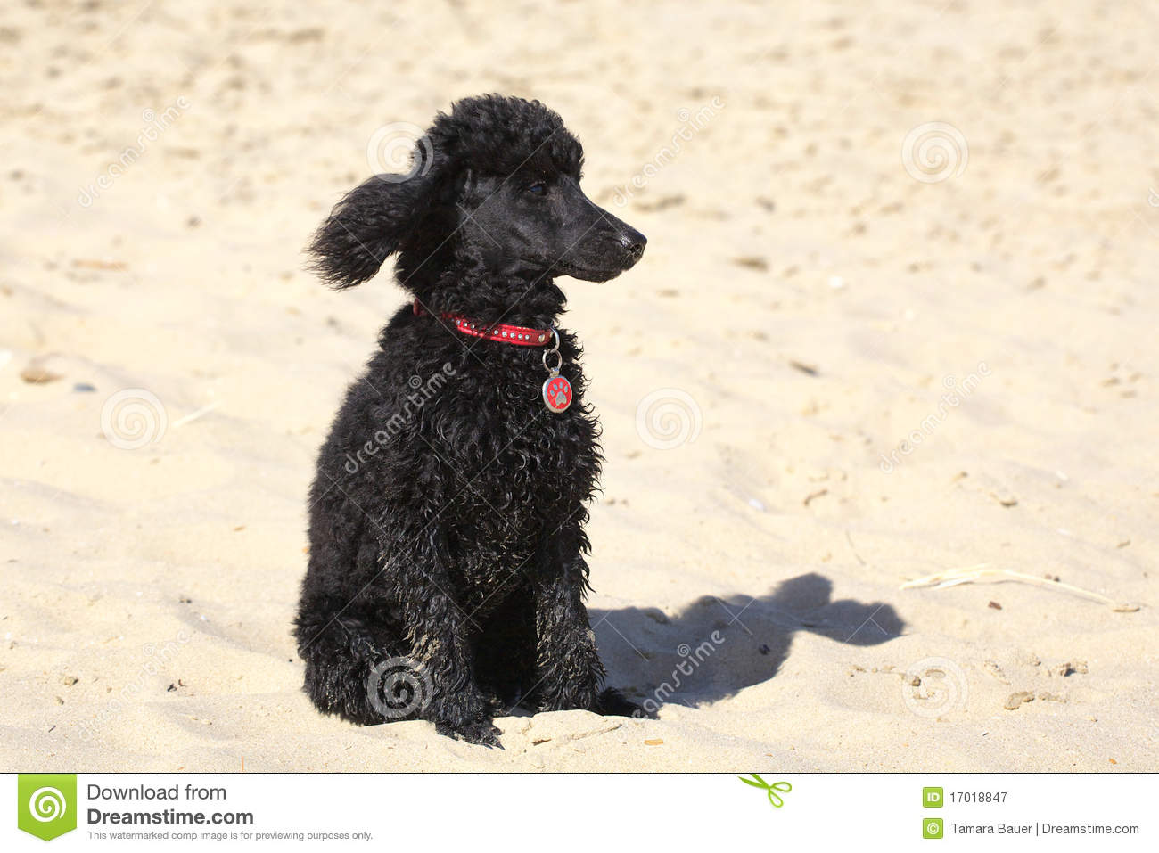 Toy Poodle Royalty Free Stock Photography   Image  17018847