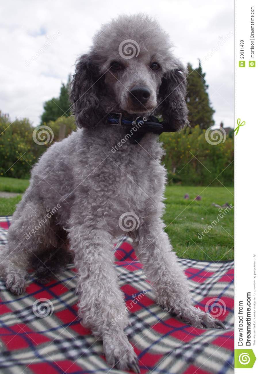 Toy Poodle Royalty Free Stock Photos   Image  20311498