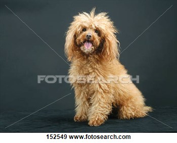 Toy Poodle   Sitting   Cut Out View Large Photo Image