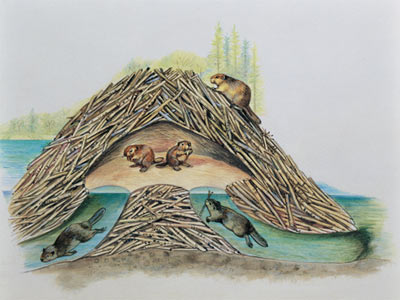 Beaver Dam Illustration