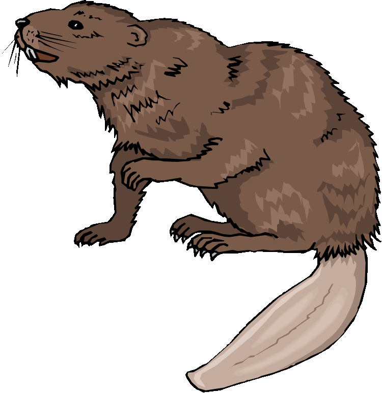 Beaver With Flat Tail