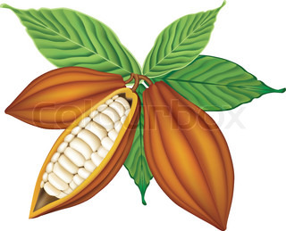 Cacao Tree With Pink And Yellow Fruits On White Background   Vector    