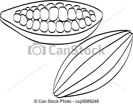 Cocoa Beans On A White Background