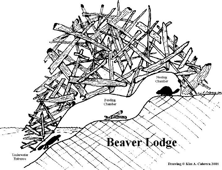 Drawing Of Beaver Lodge By Kim A  Cabrera 