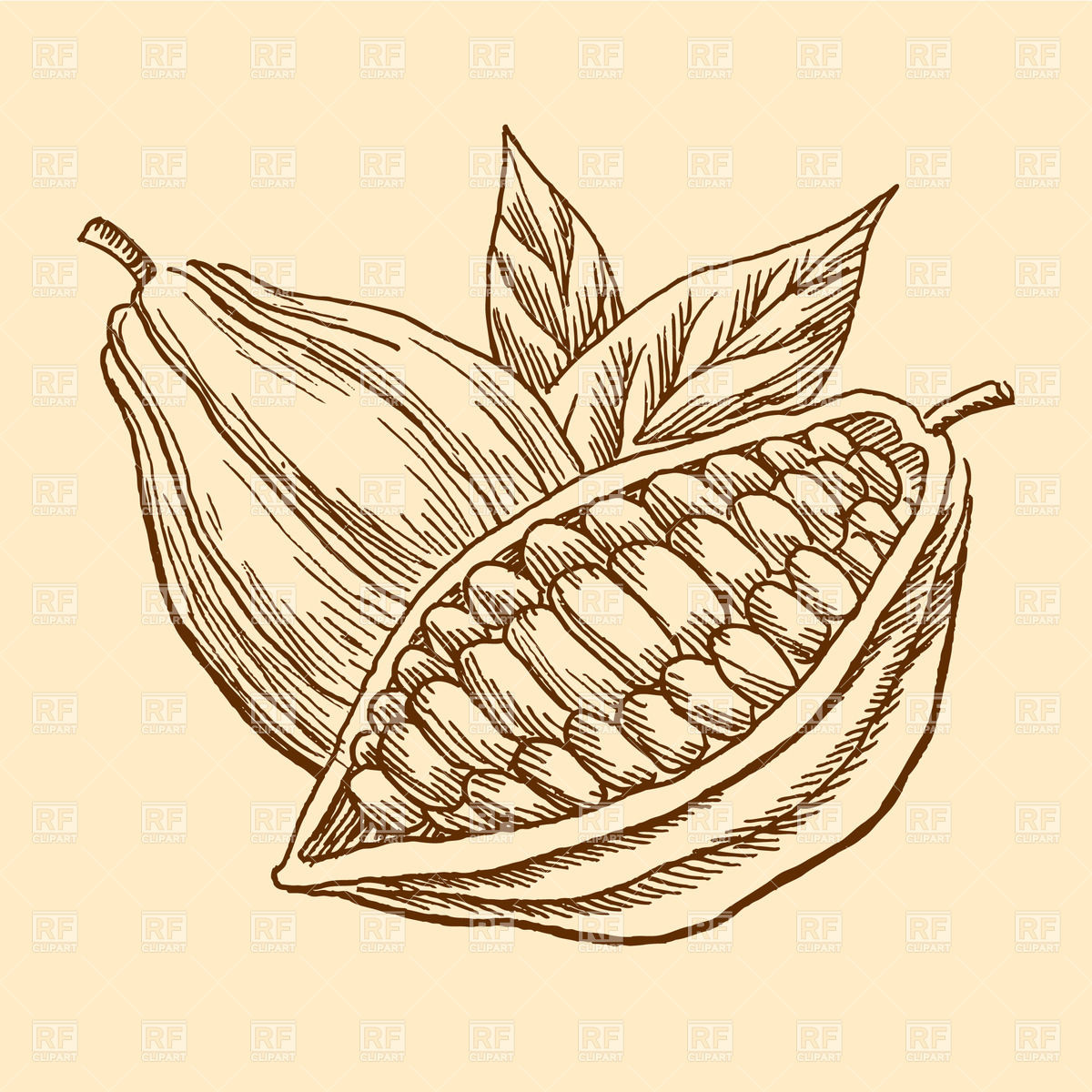 Engraving Image Of Cocoa Beans Download Royalty Free Vector Clipart