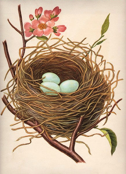 Nest W Robin S Eggs   The Graphics Fairy