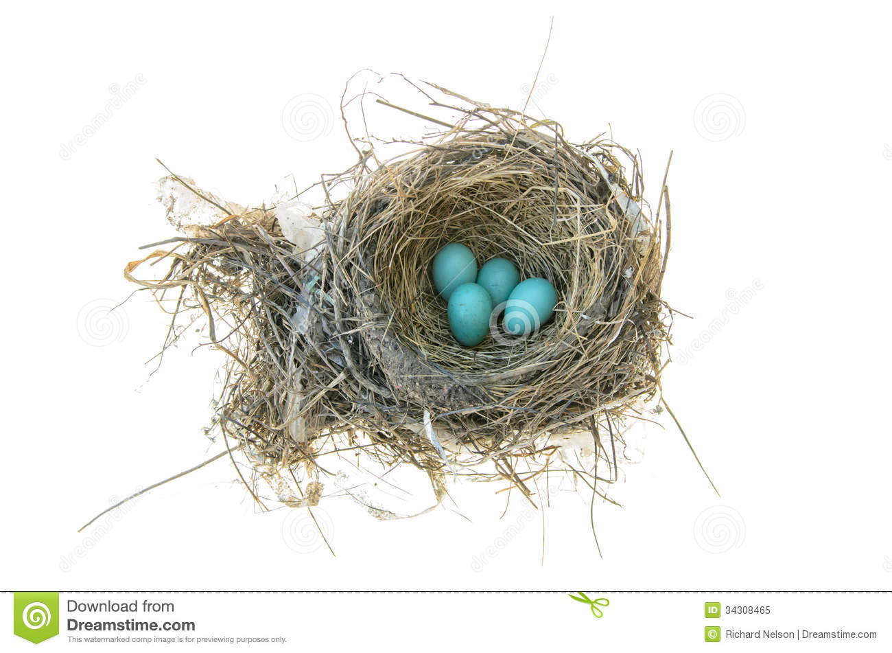 Robin S Bird Nest Royalty Free Stock Photo   Image  34308465
