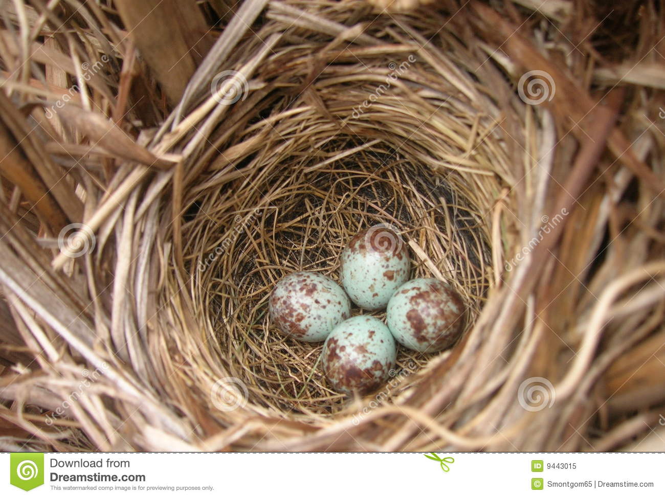 Robin S Bird Nest With Eggs Royalty Free Stock Photo   Image  9443015