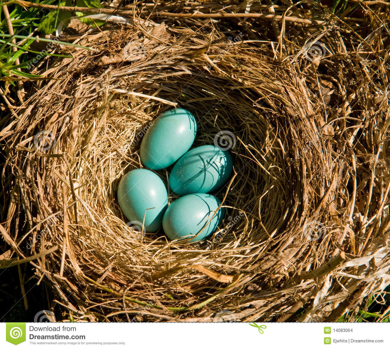 Robin S Eggs In A Nest In The Wild    Possibly Abandoned By The    