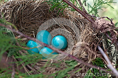 Robin S Nest Royalty Free Stock Photos   Image  30695718
