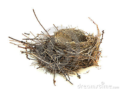 Robin S Nest Stock Images   Image  3498054