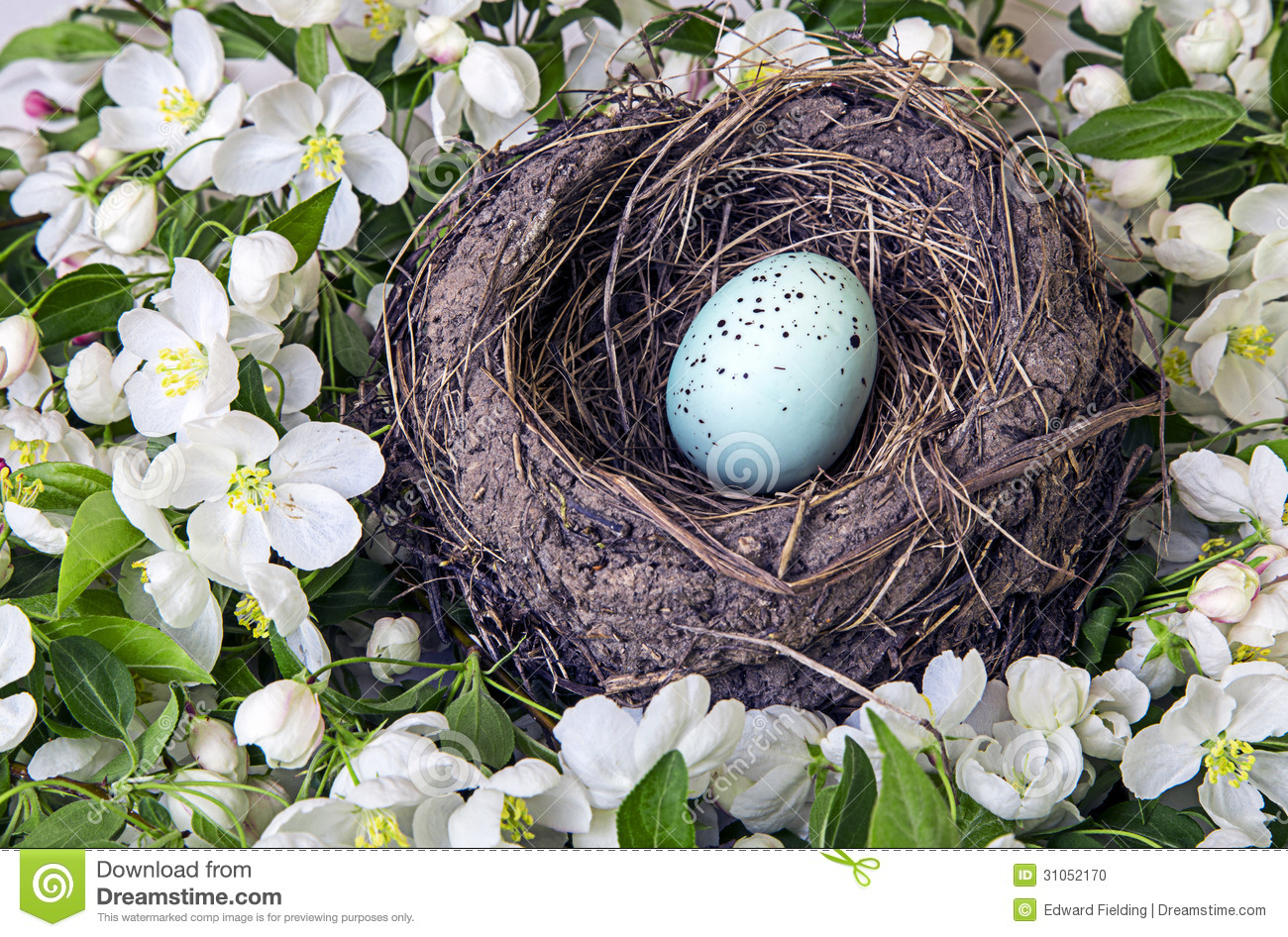 Robin S Nest With Blue Egg And Flowers Stock Photo   Image  31052170