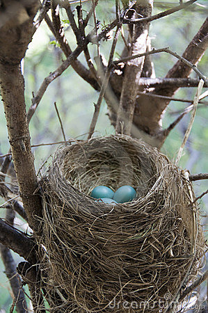 Stock Photo Of A Red Breasted Robin S Nest