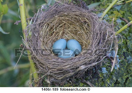 Stock Photograph   Robin S Nest  Fotosearch   Search Stock Photography
