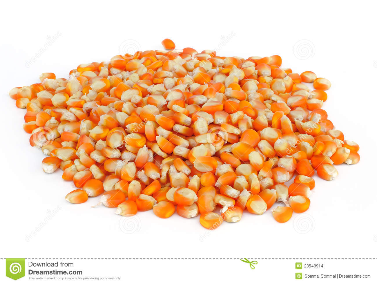 Sweet Whole Kernel Corn Stock Images   Image  23549914