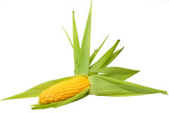 Sweet Whole Kernel Corn Stock Photo   Image  42269404