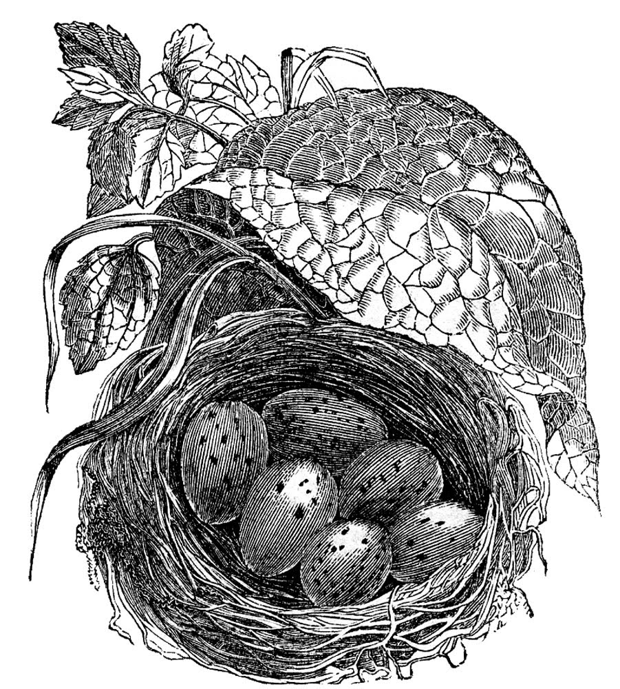 Vintage Clip Art   Engraved Nest With Eggs   The Graphics Fairy