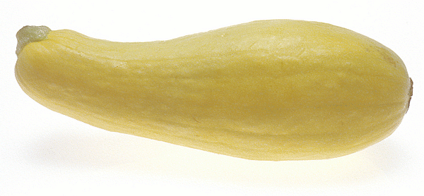 Yellow Squash Clipart Images   Pictures   Becuo